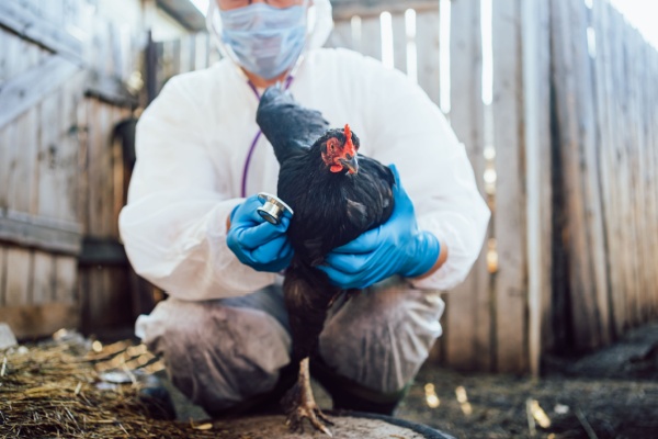 Grippe aviaire : une amélioration pour le printemps 2025 !
